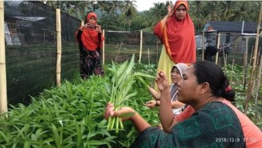 Gili Meno residents gathering crops from their house yard